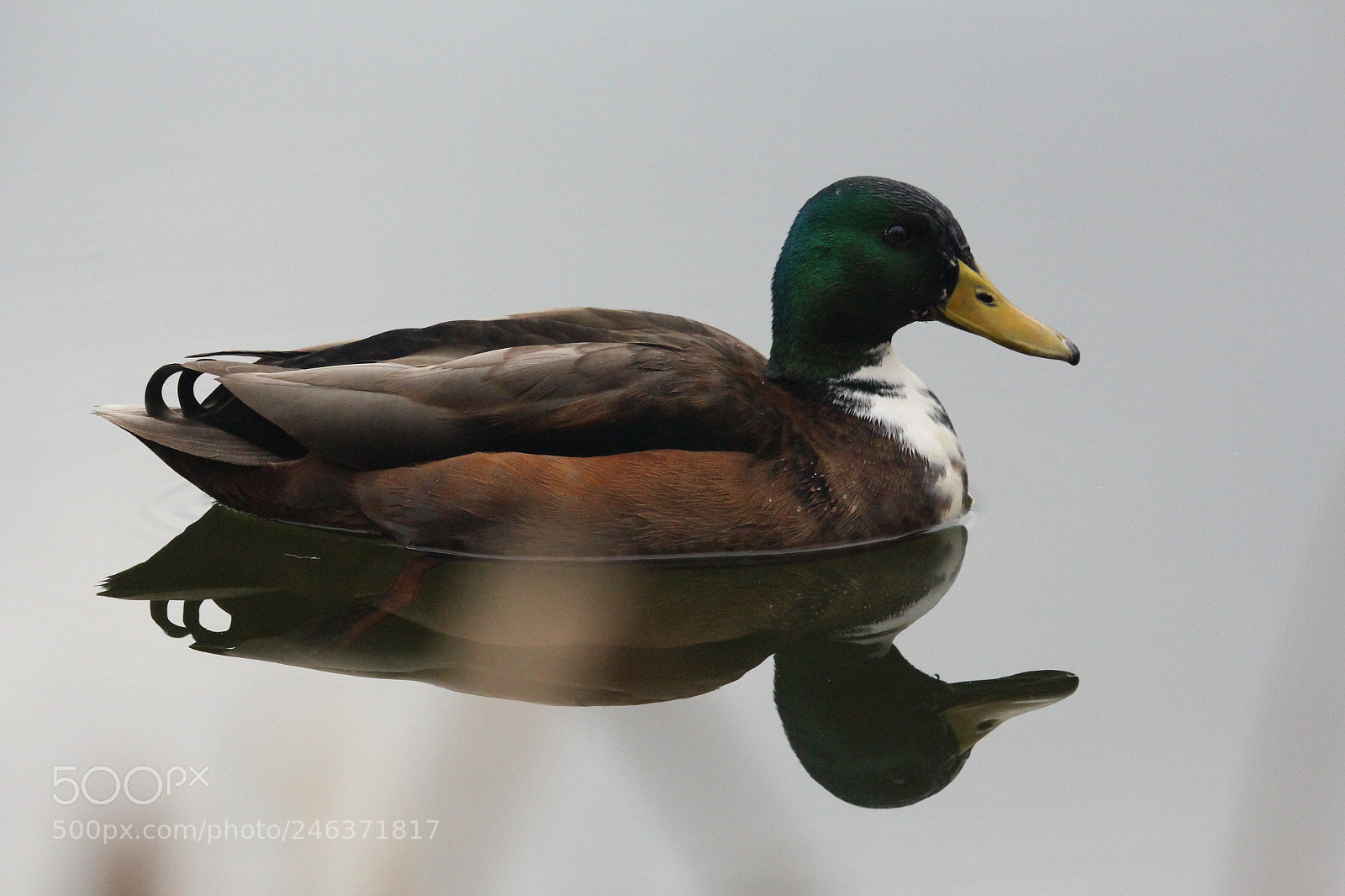 Canon EF-S 55-250mm F4-5.6 IS STM sample photo. Untitled photography