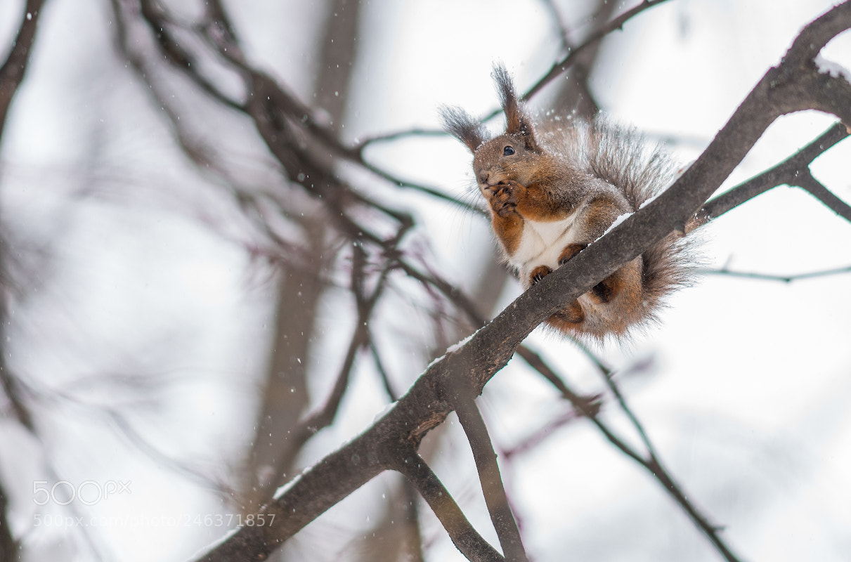 Sony a99 II sample photo. *** photography
