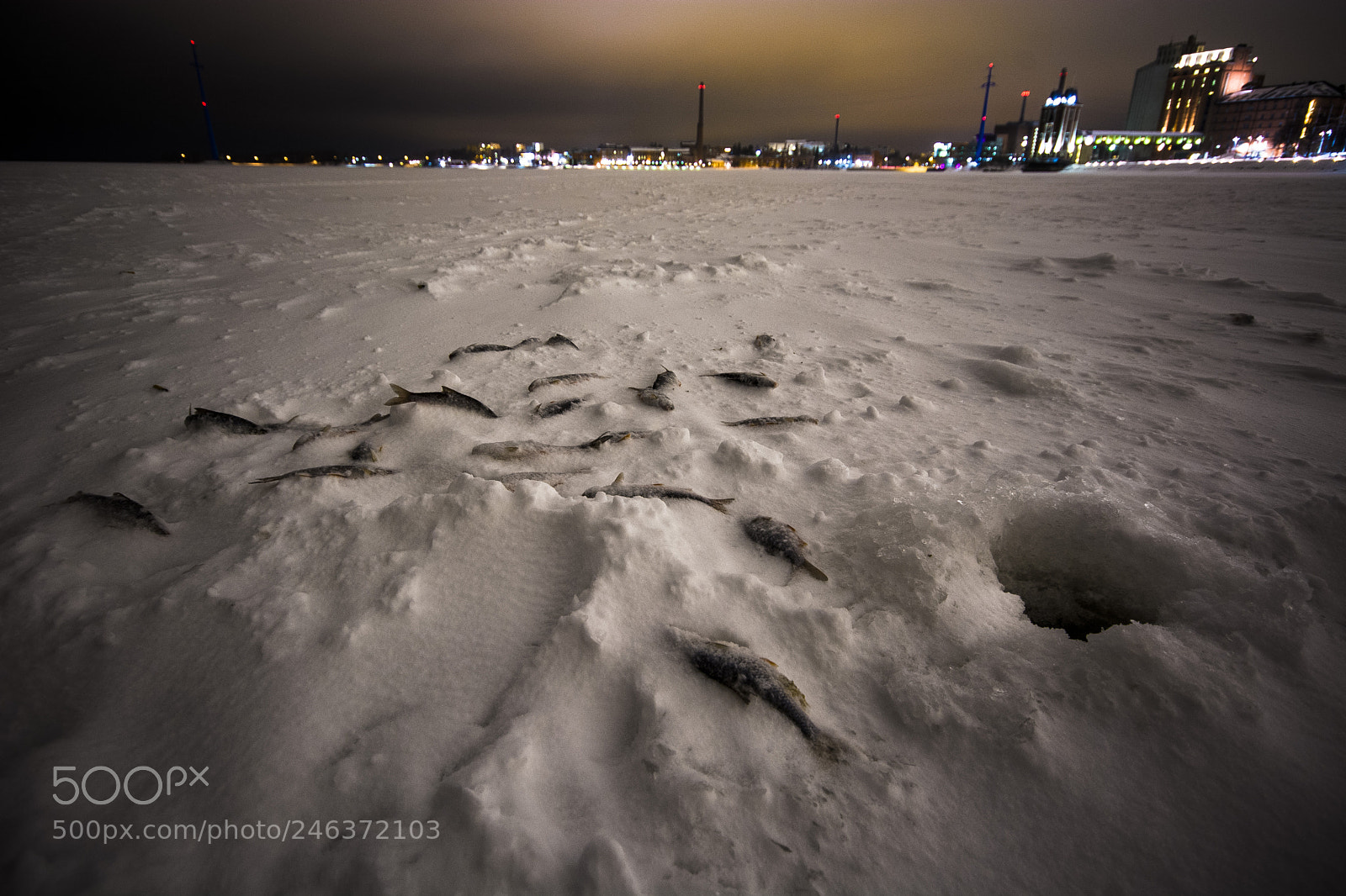 Nikon D7100 sample photo. Fishes on ice photography