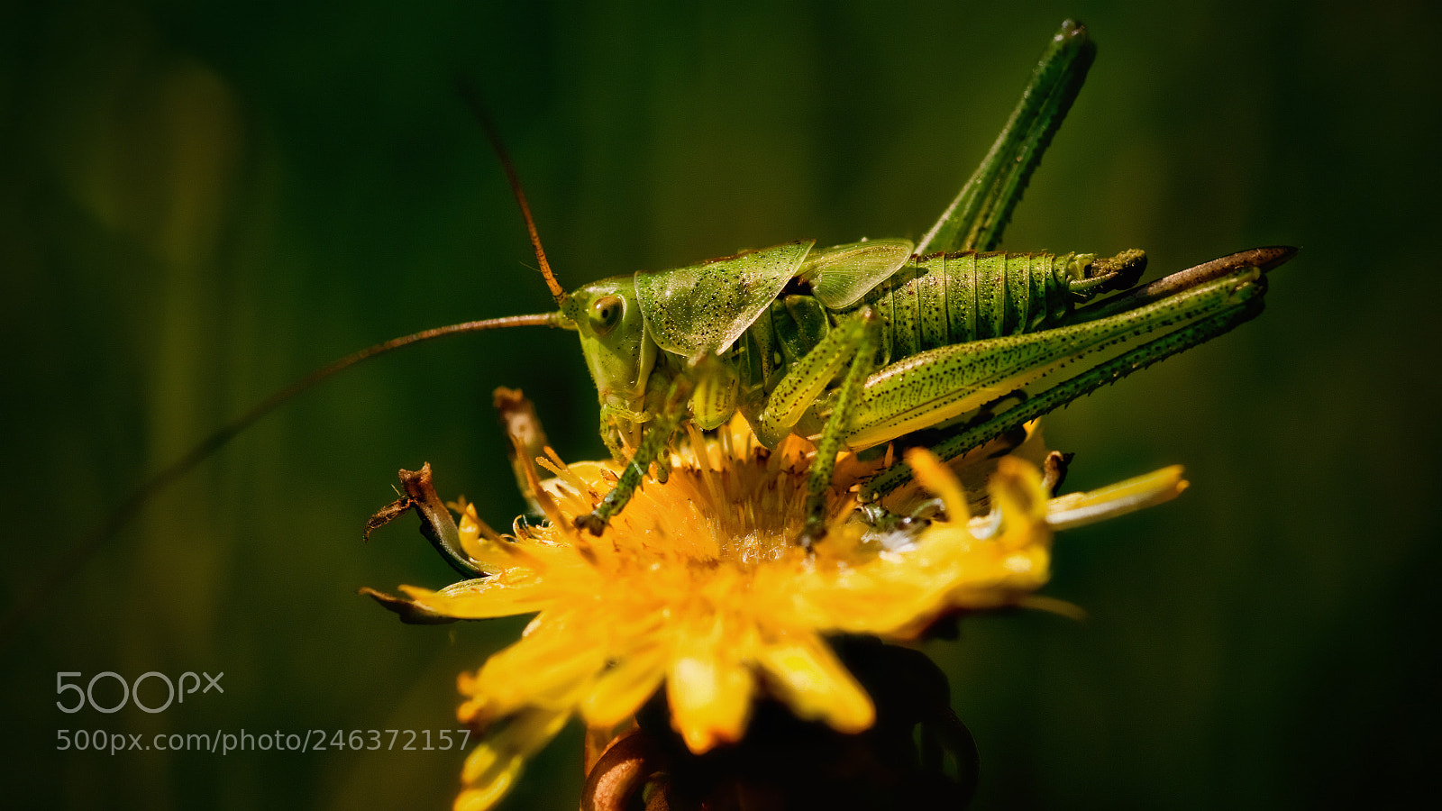 Canon EOS 50D sample photo. - photography