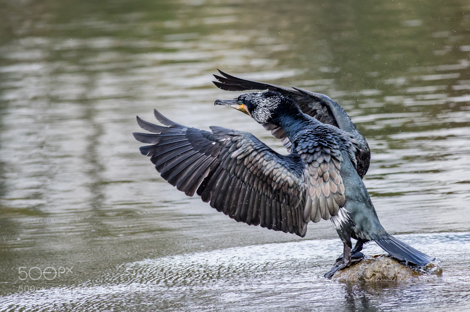 Pentax KP sample photo. Cormorant photography