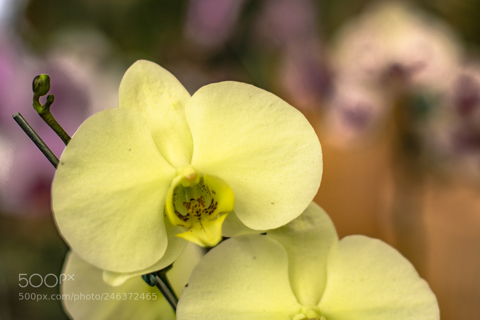 Nikon D7200 sample photo. Orquideas photography