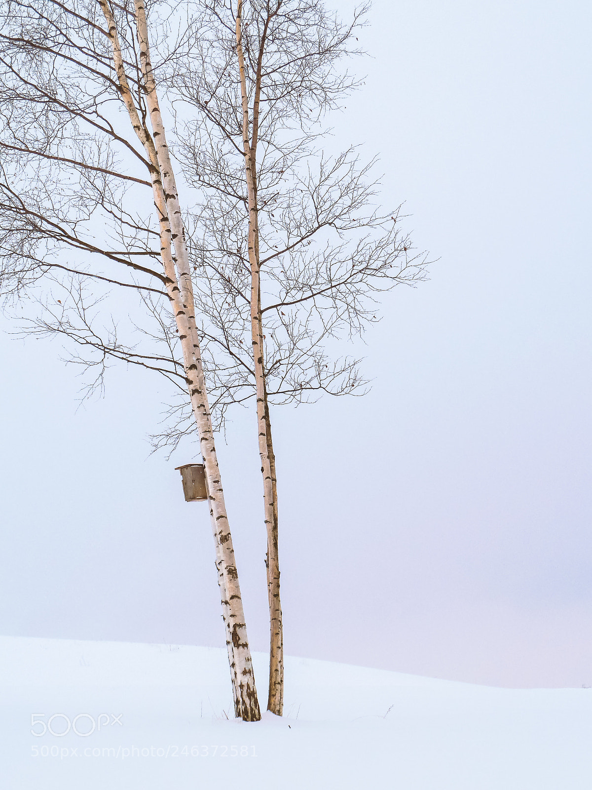 Panasonic Lumix DMC-ZS7 (Lumix DMC-TZ10) sample photo. Birches and a birdbox photography