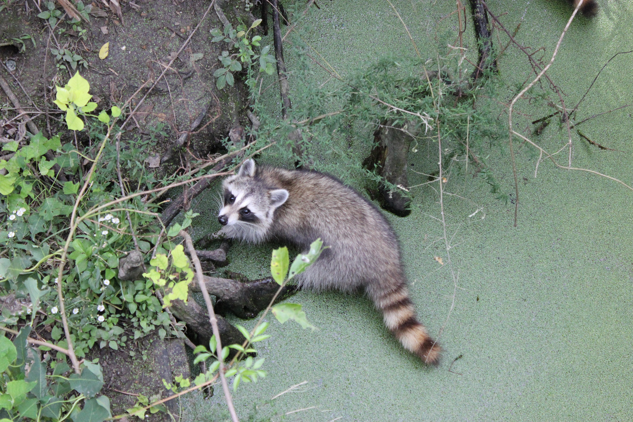 Canon EOS 550D (EOS Rebel T2i / EOS Kiss X4) sample photo. Racoon water photography