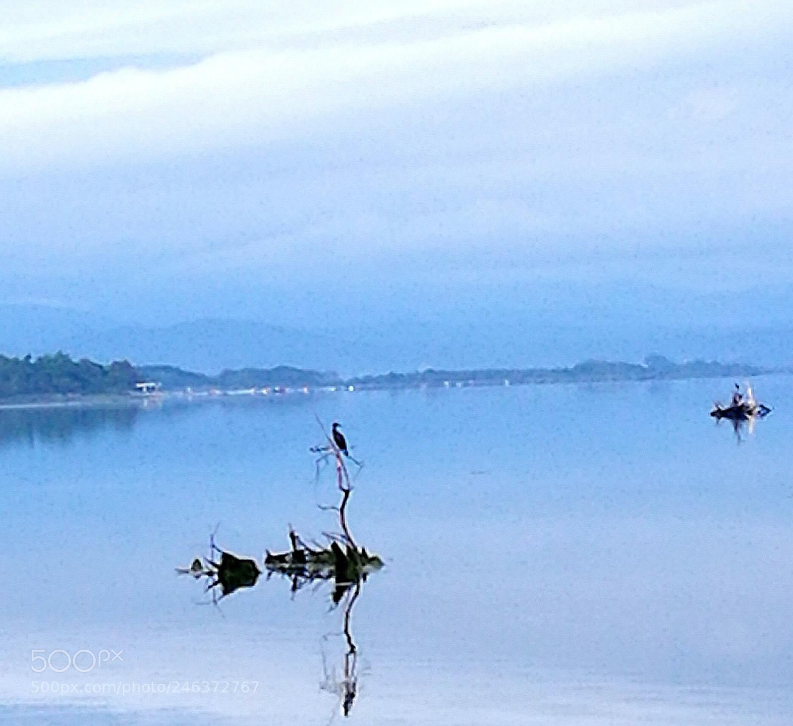 HUAWEI P9 sample photo. Cormorant photography