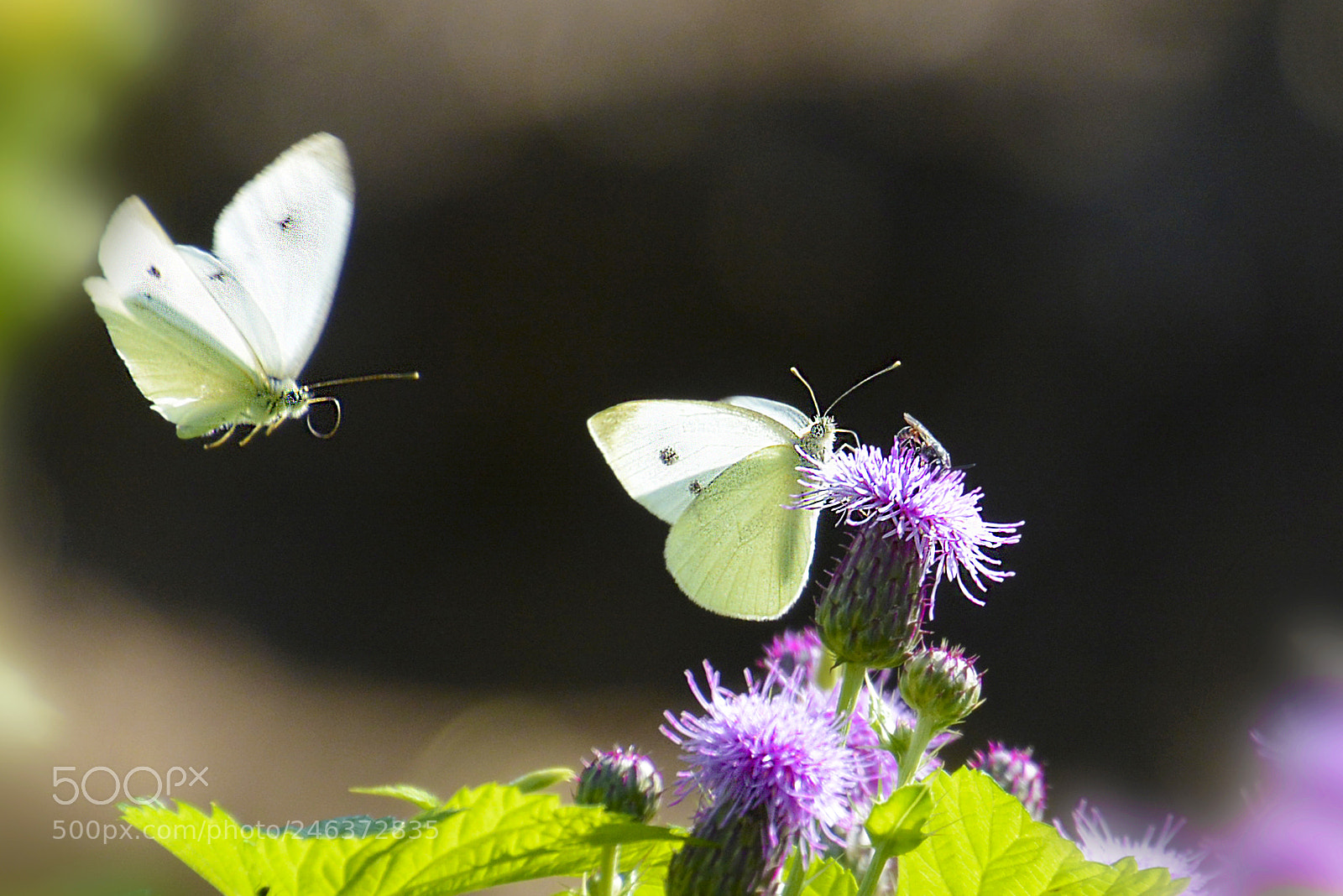 Nikon D5200 sample photo. Friends photography