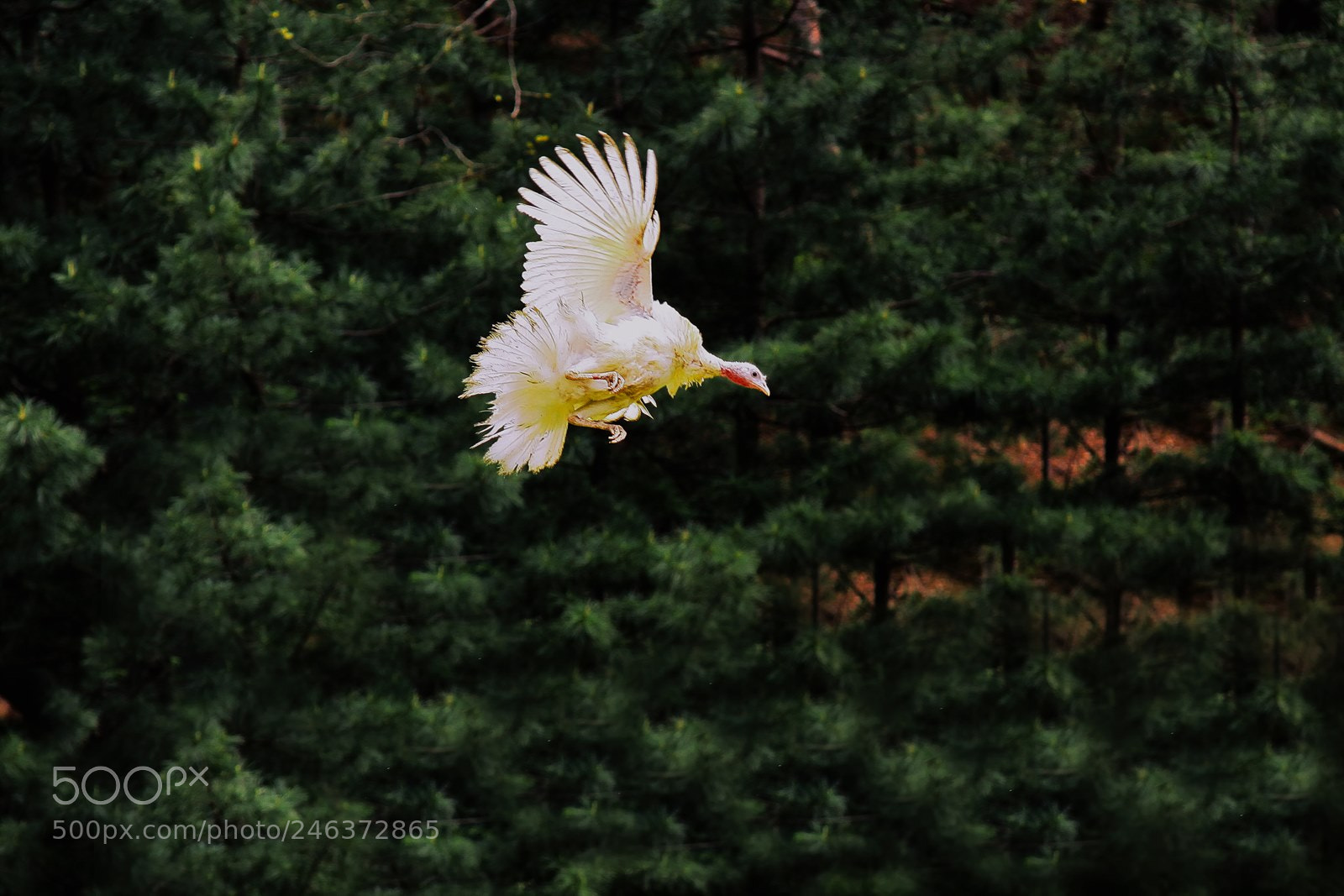 Canon EOS 50D sample photo. 어떤 비상 photography