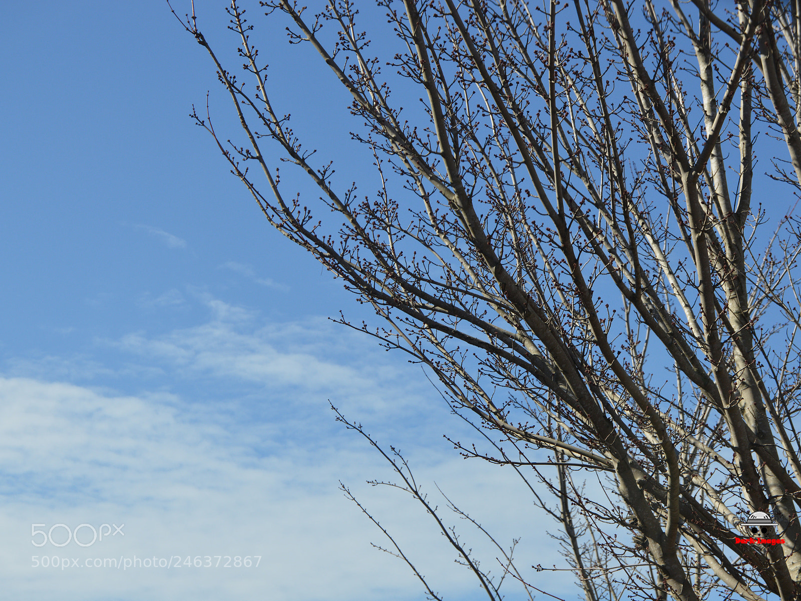 Nikon D3200 sample photo. Tree 2 photography