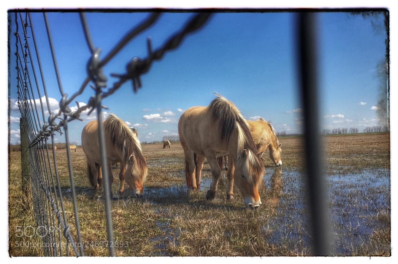 Apple iPhone 6 sample photo. Horses photography