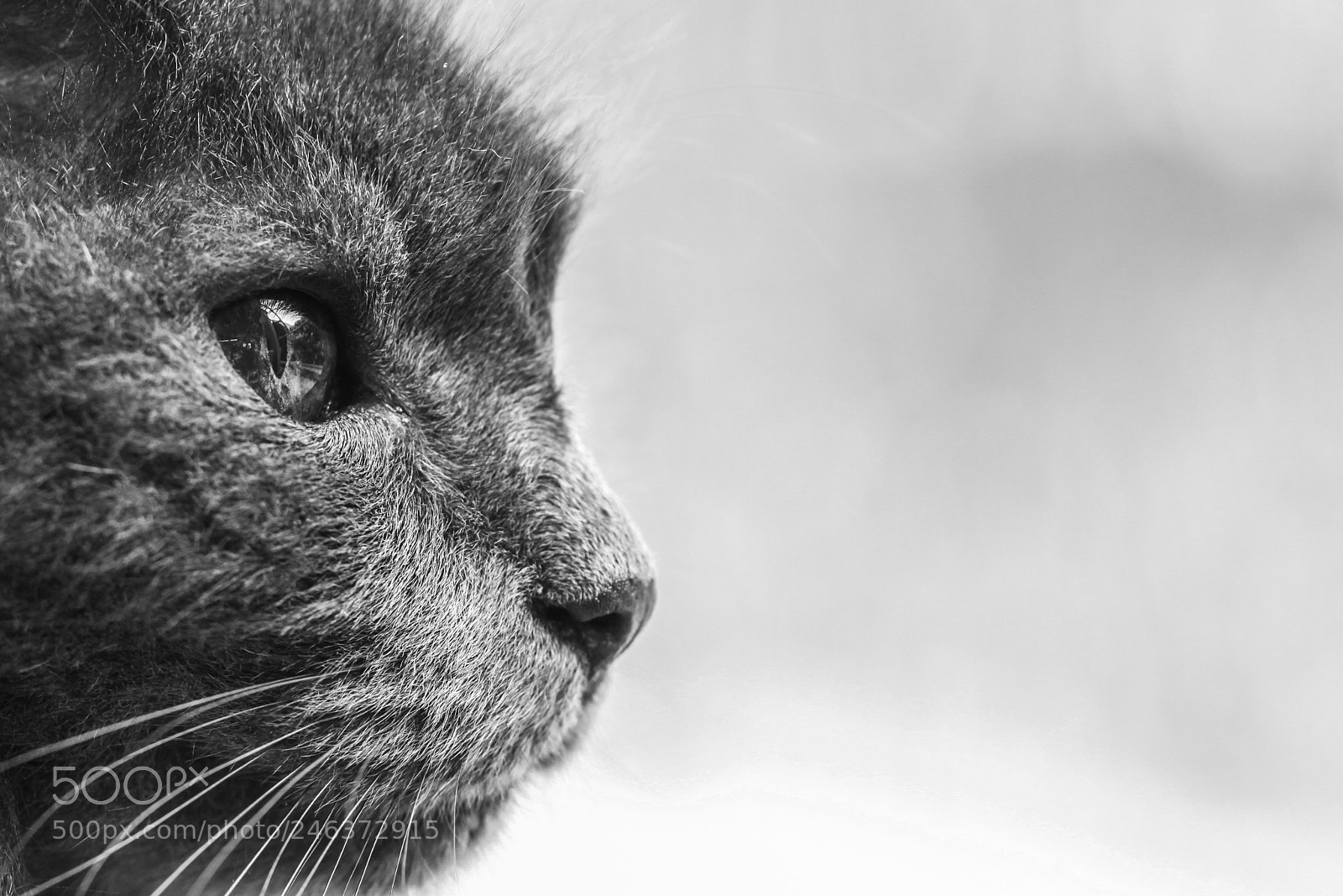 Canon EOS 50D sample photo. Vision photography