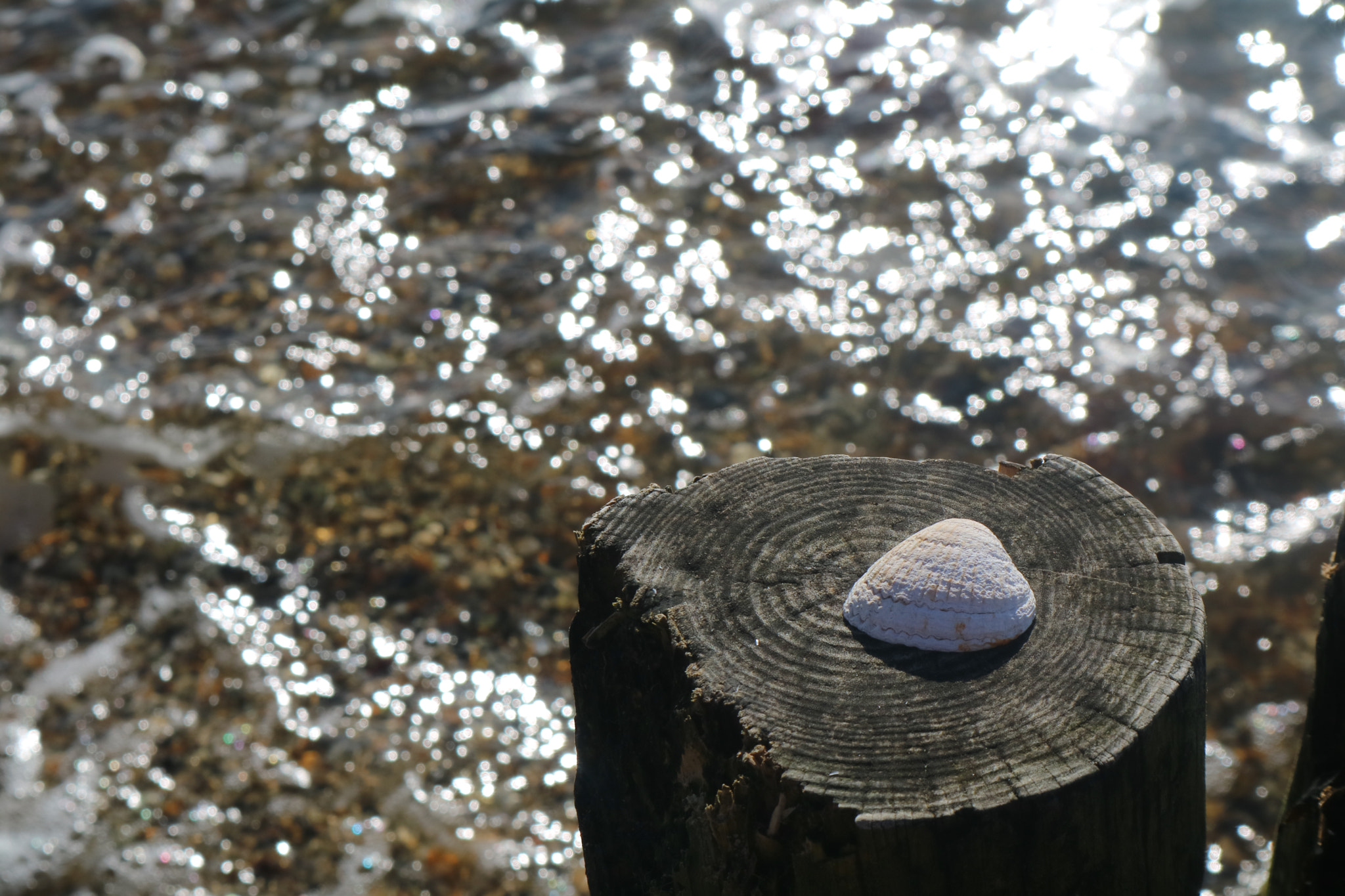 Canon EOS M3 sample photo. Shell on a sunny beach photography