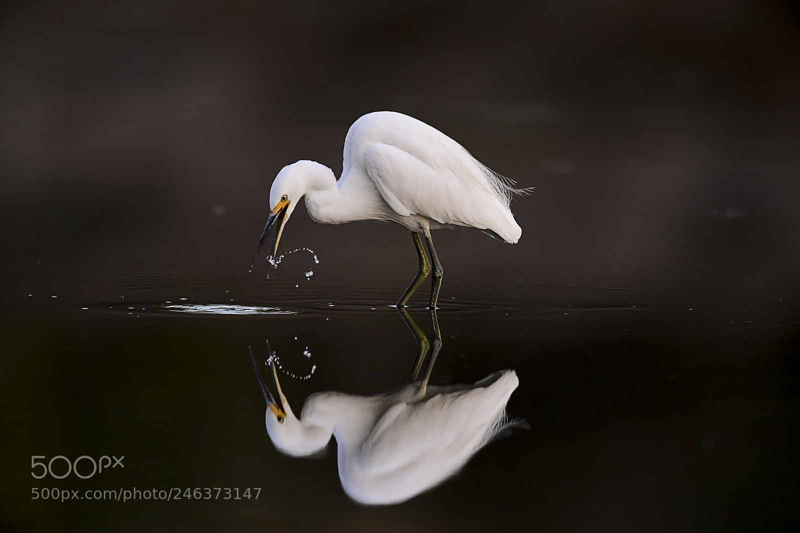 Nikon D5 sample photo. Egret in mirror photography