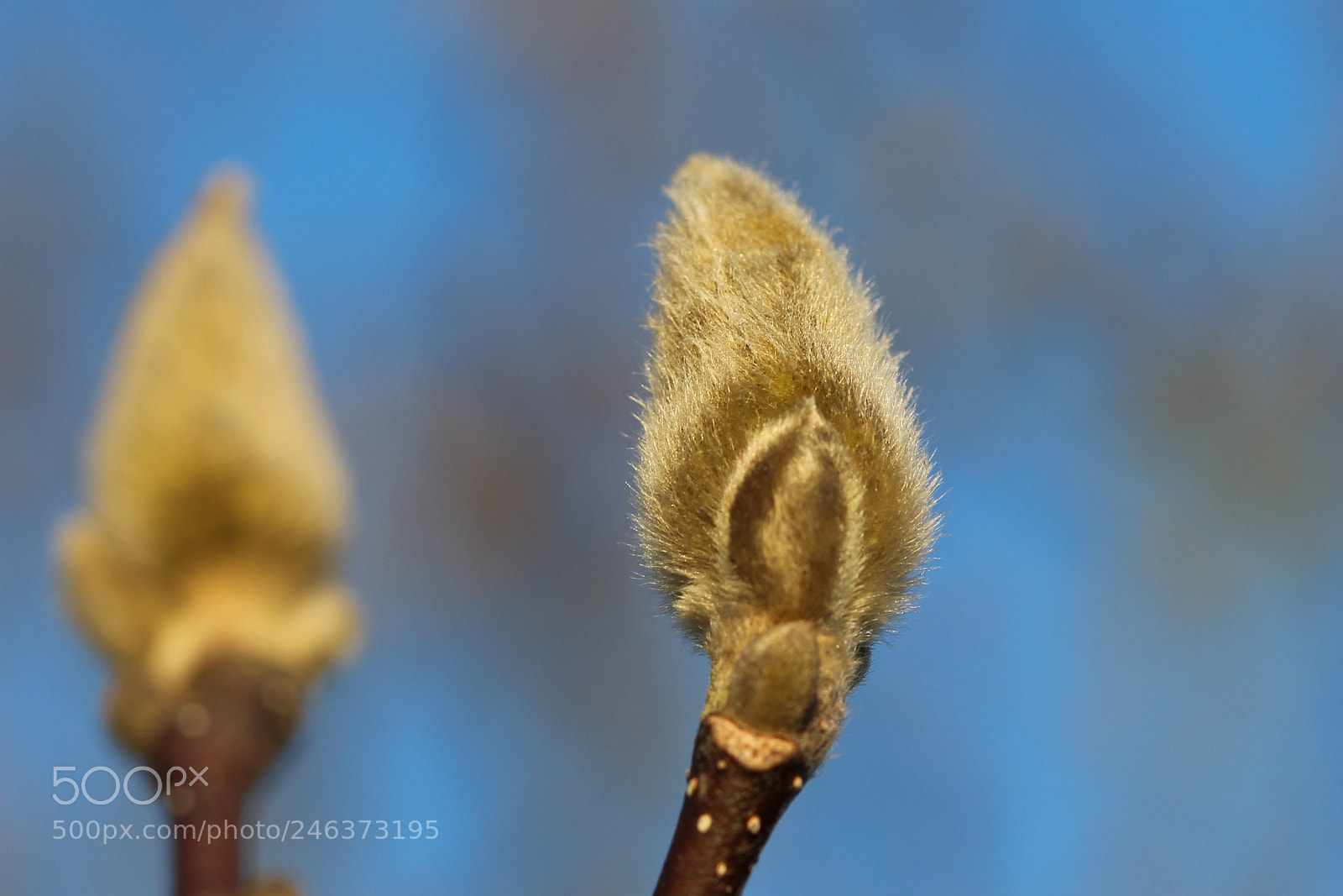 Canon EOS 700D (EOS Rebel T5i / EOS Kiss X7i) sample photo. Magnolia bud & sun photography