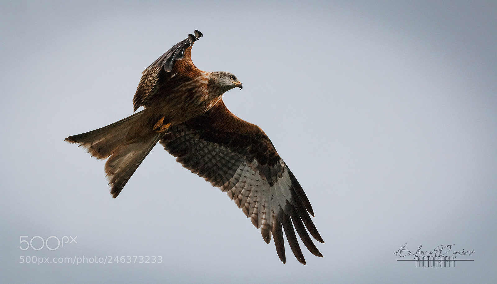 Canon EOS 70D sample photo. Red kite photography