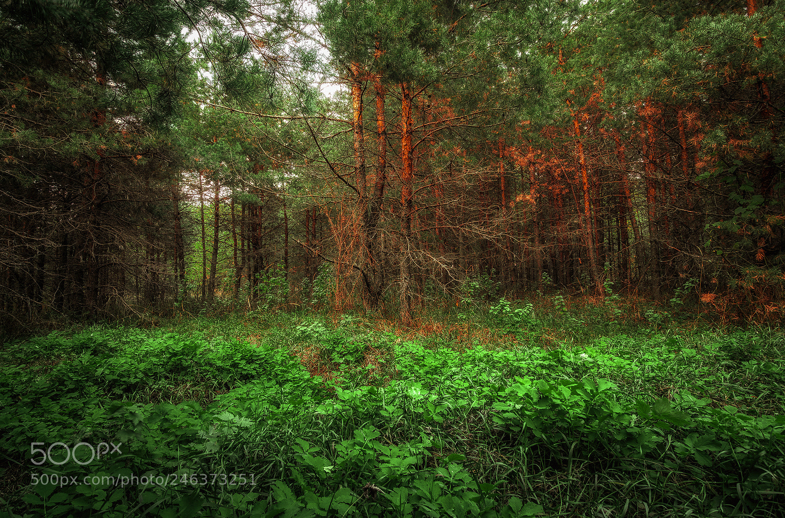 Olympus OM-D E-M10 sample photo. ... photography