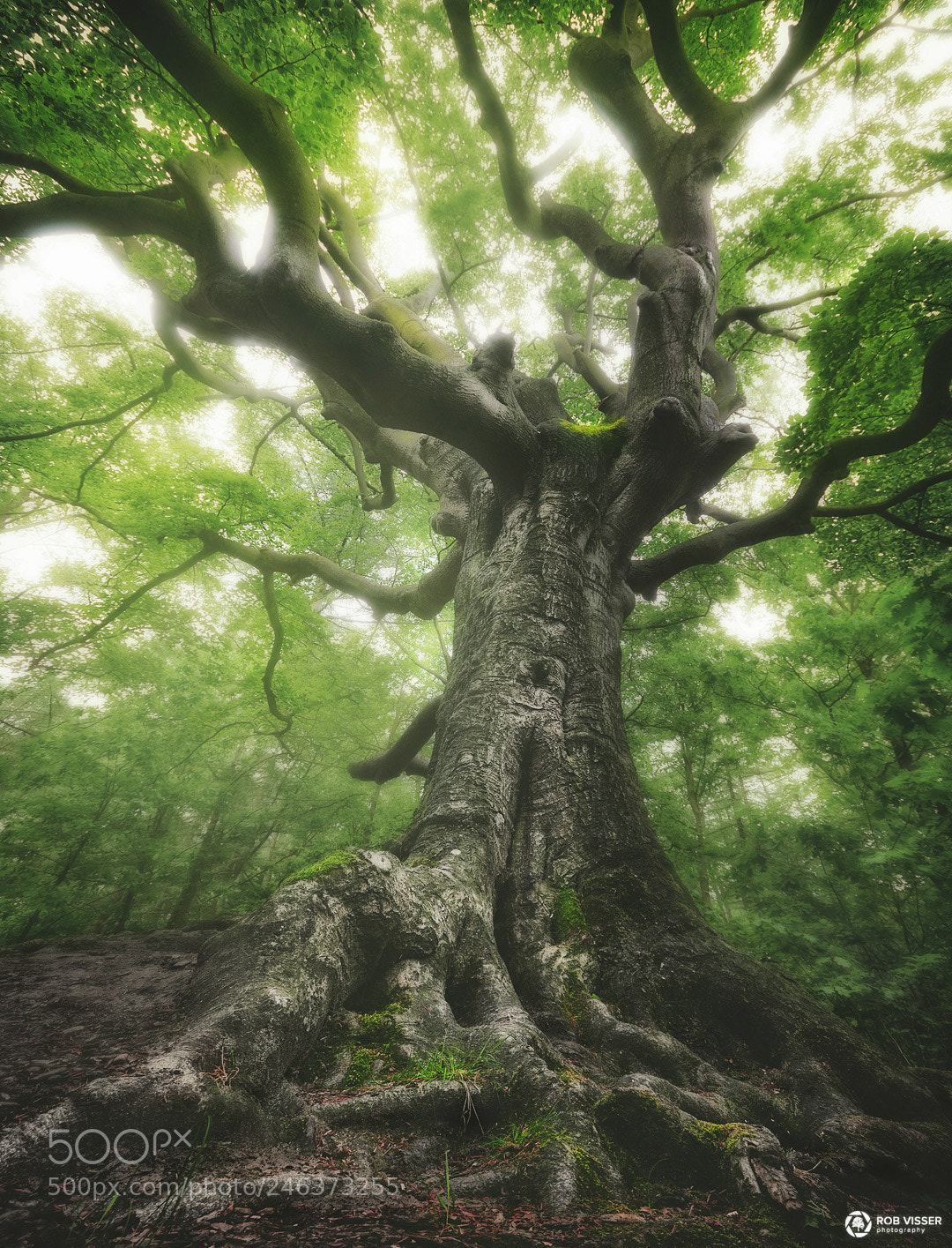 Nikon D5100 sample photo. The green witch photography