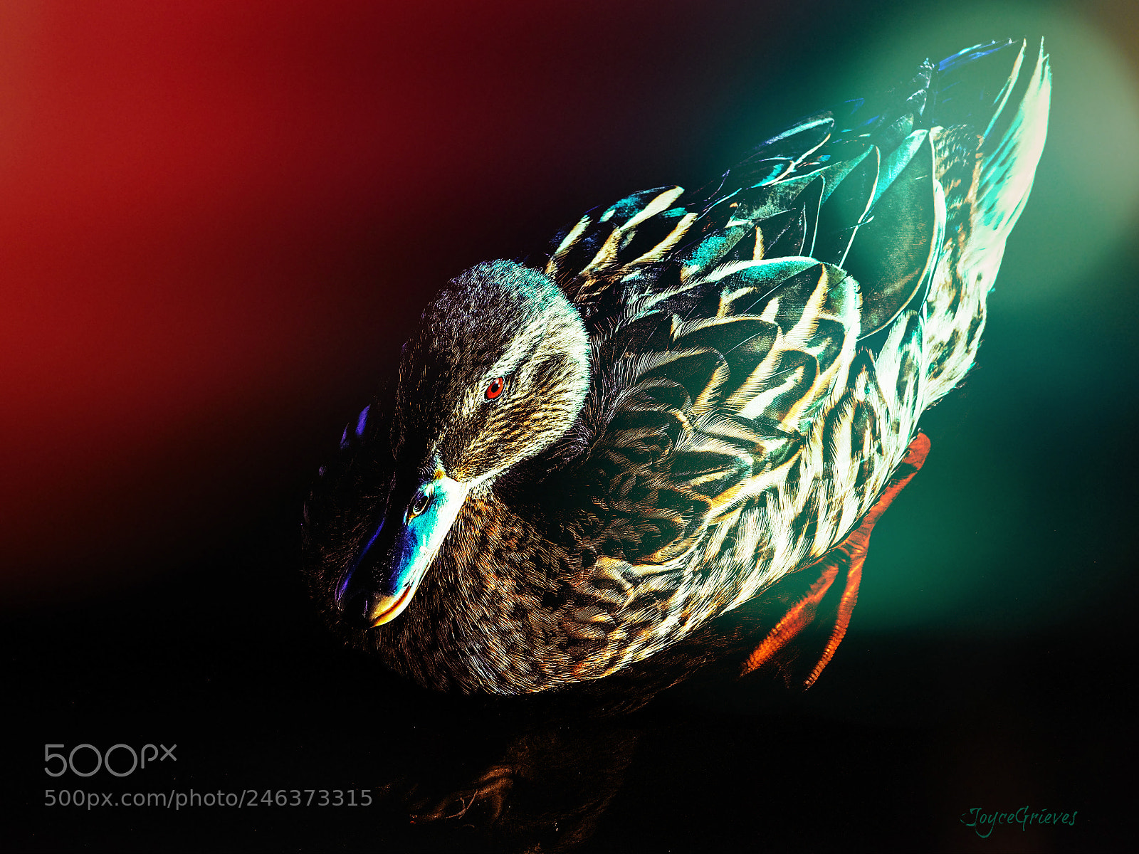 Olympus OM-D E-M1 sample photo. Duck the light photography