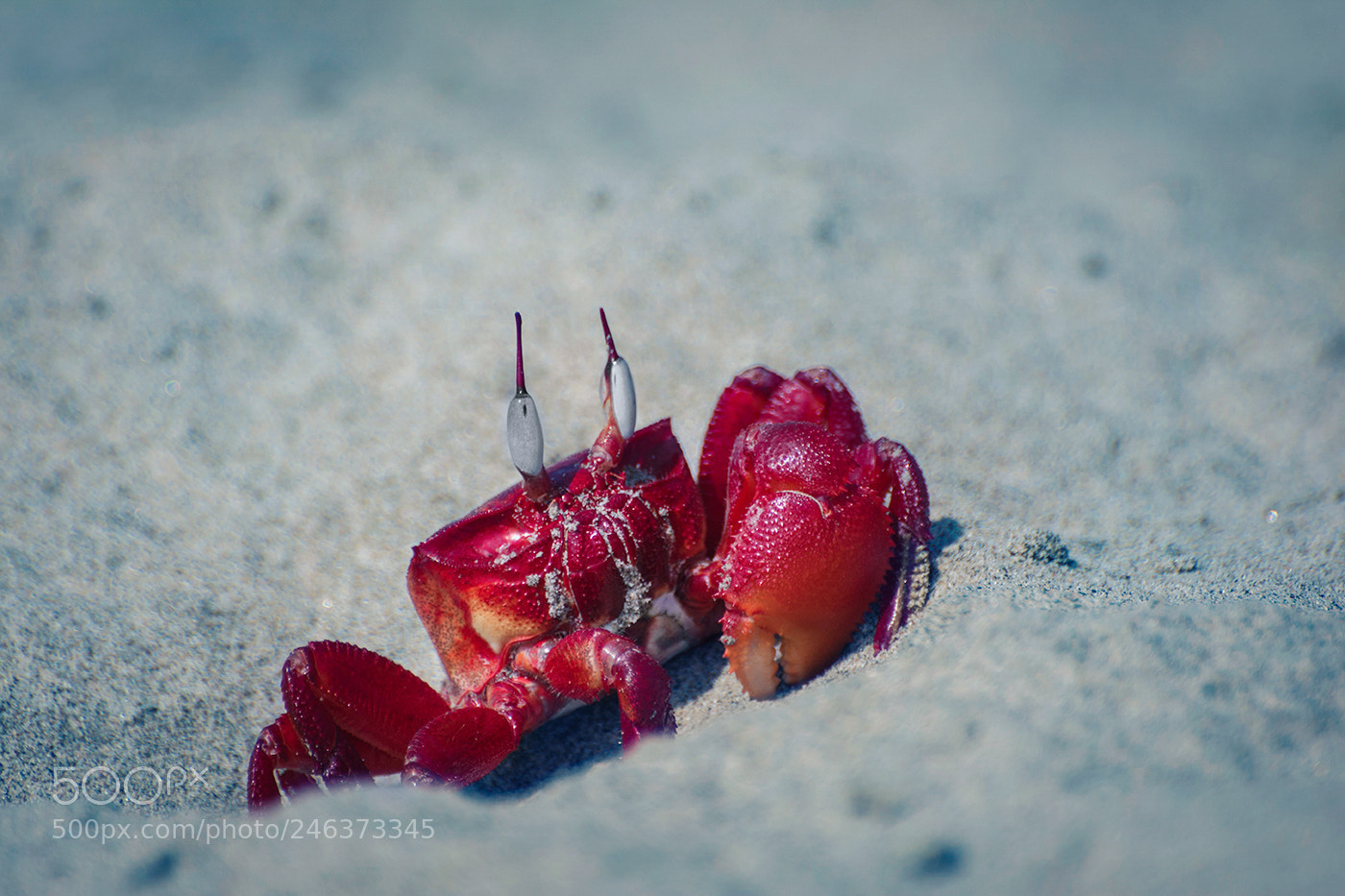 Nikon D7100 sample photo. Red crab! photography