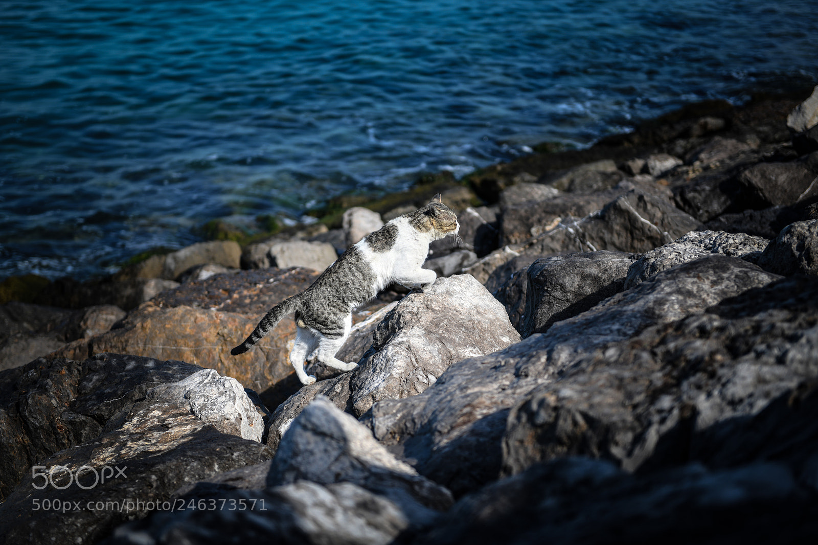 Nikon D850 sample photo. The persian gulf cat photography