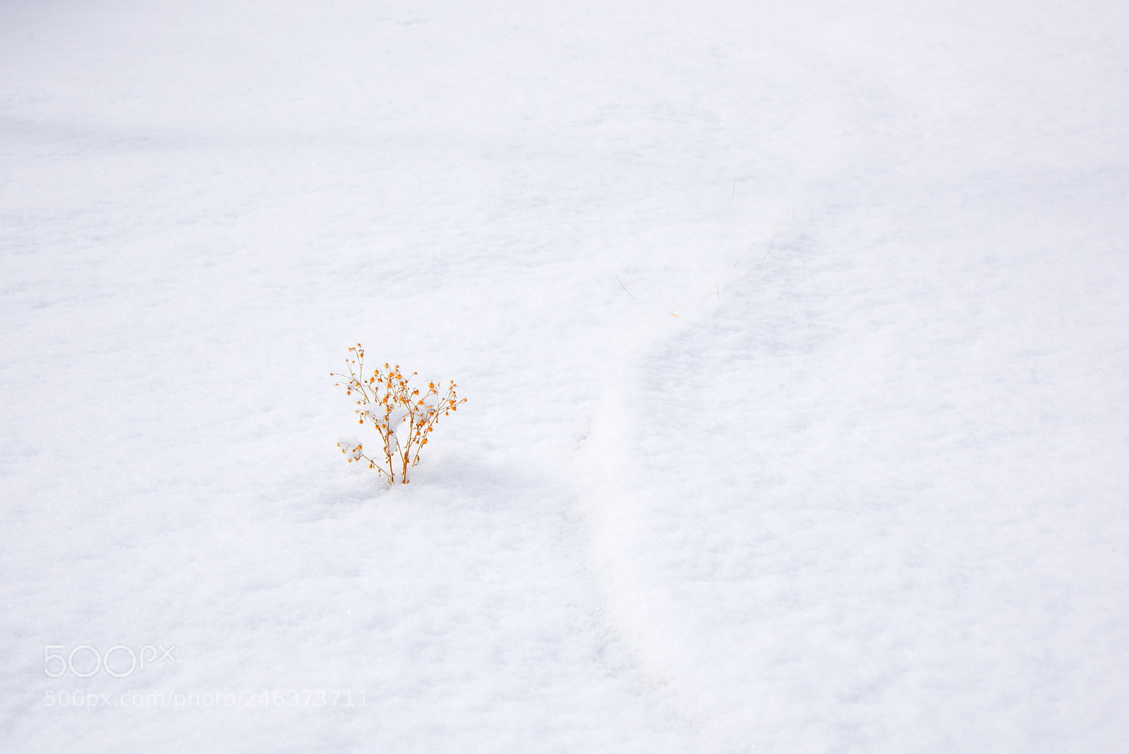 Nikon D810 sample photo. A flower in snow photography