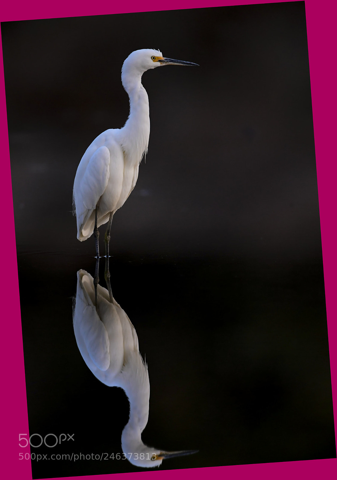 Nikon D5 sample photo. Egret portrait photography