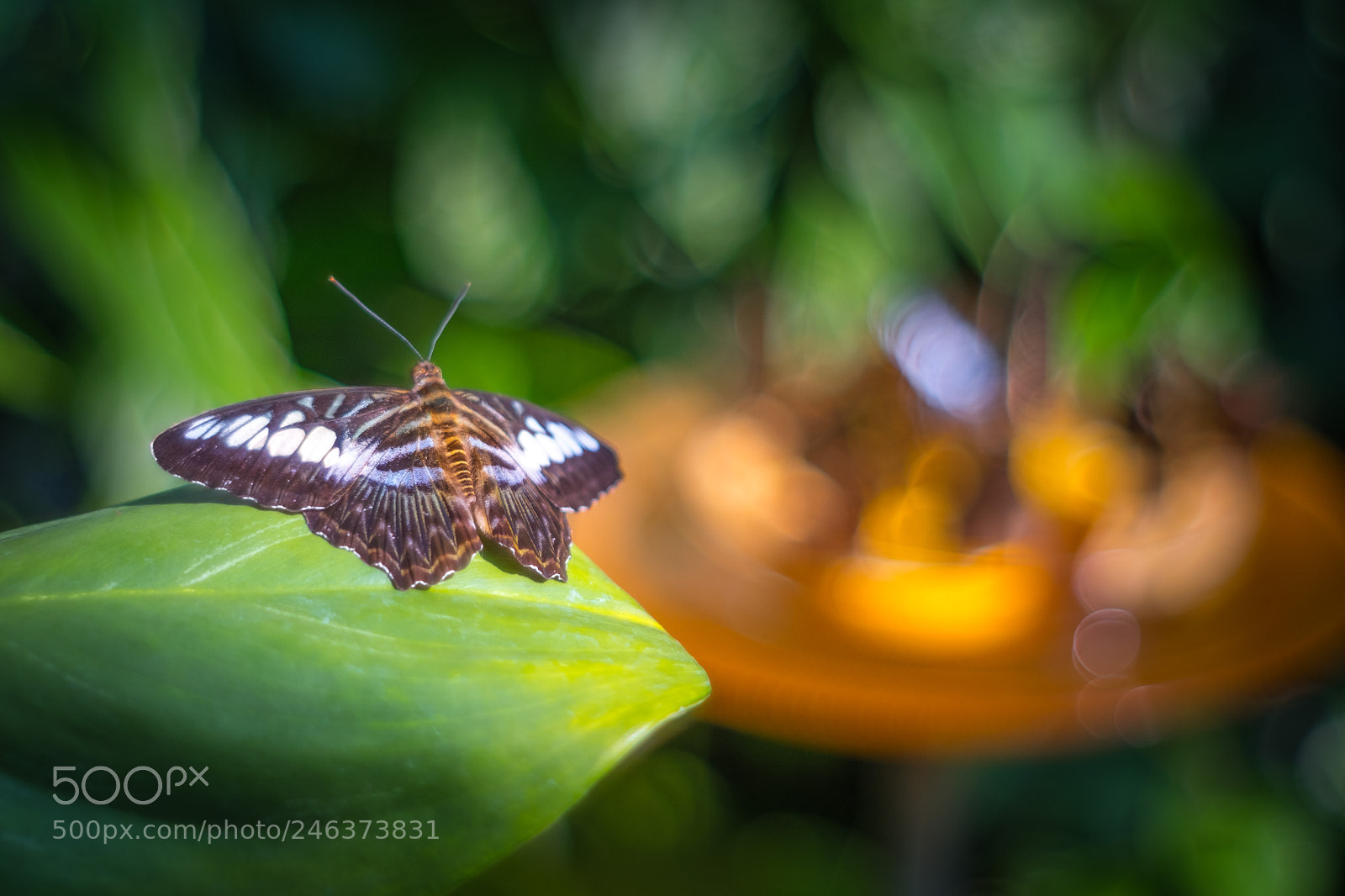Fujifilm X-T2 sample photo. Mystic butterfly photography