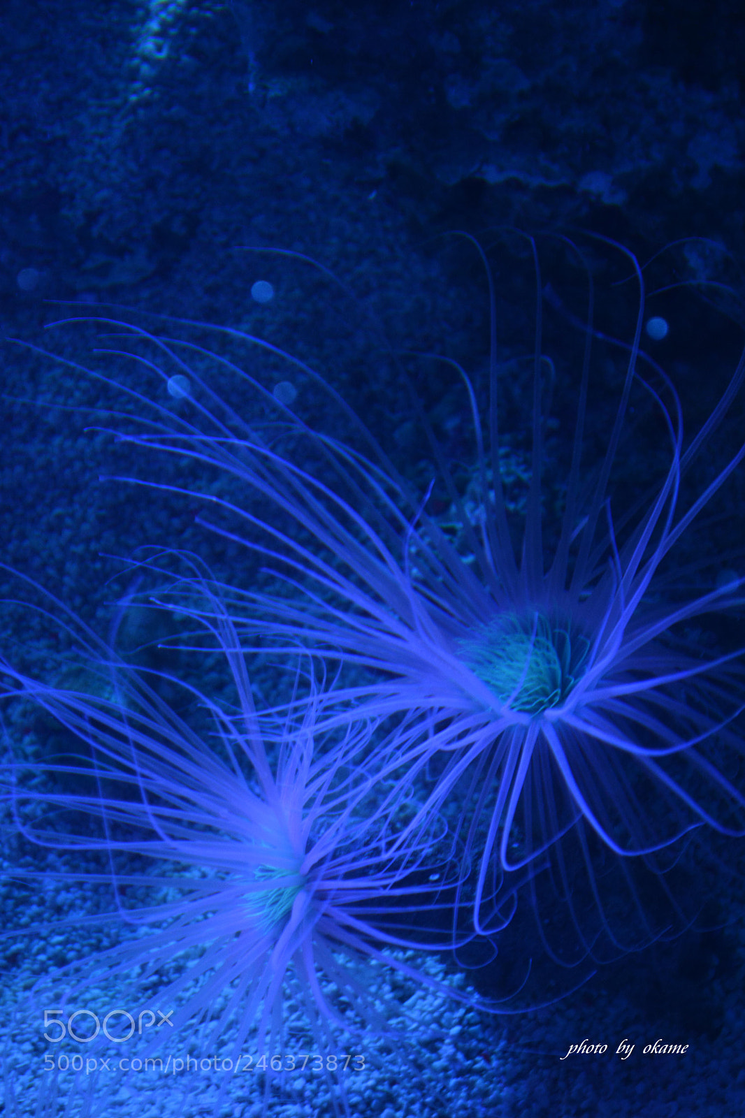 Nikon D5200 sample photo. (sea anemone) photography
