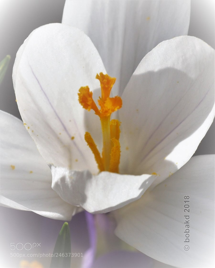Olympus E-620 (EVOLT E-620) sample photo. Crocus -4 photography