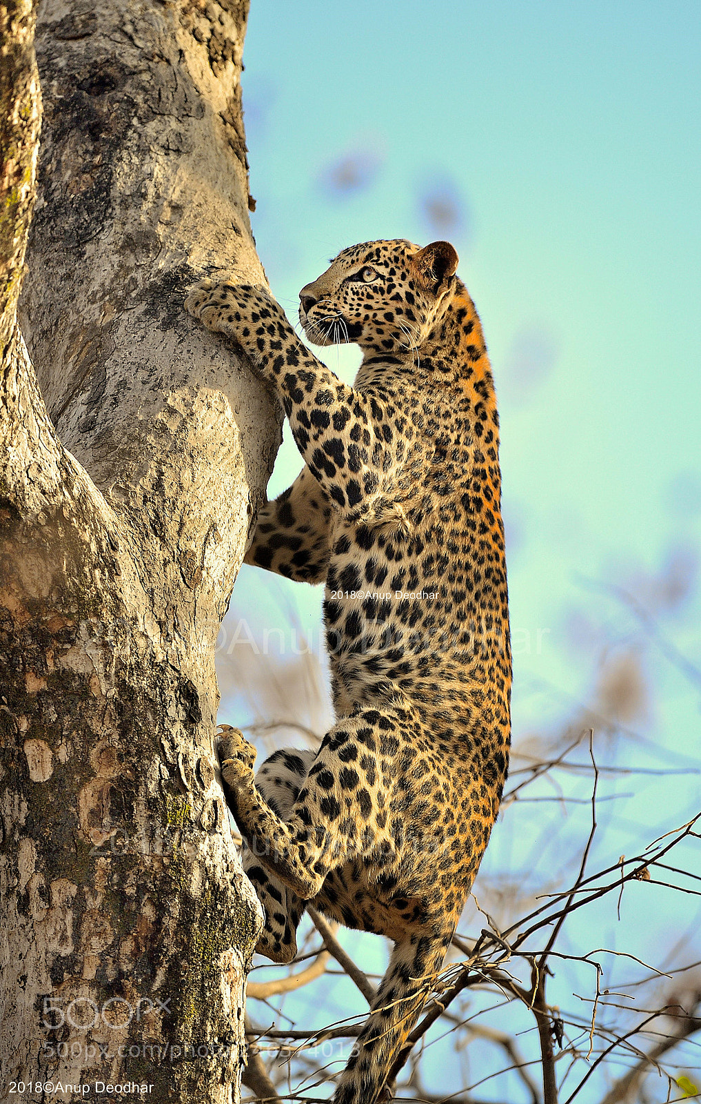 Nikon D5 sample photo. Climber.. photography