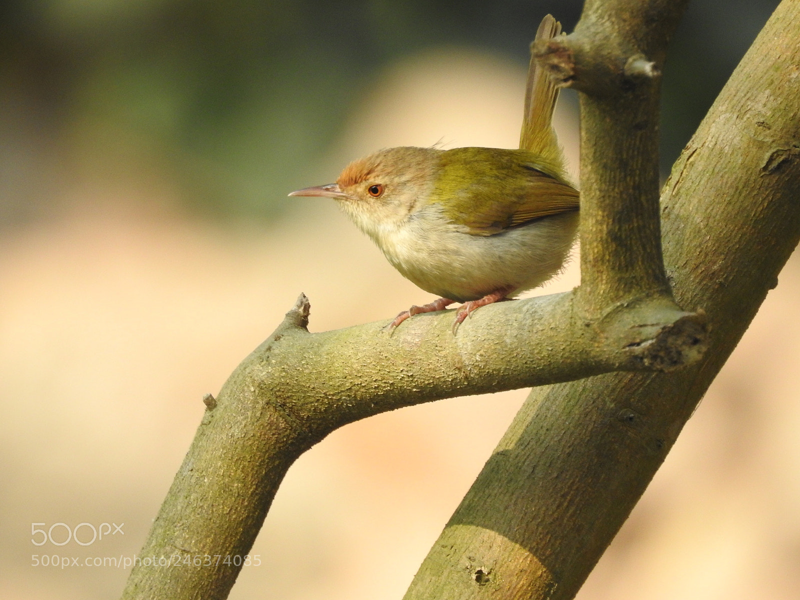 Nikon Coolpix P900 sample photo. Birdie photography