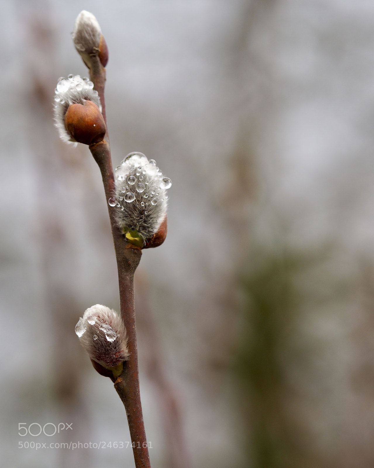 Olympus OM-D E-M10 II sample photo. Waterdrops on salix cinerea photography