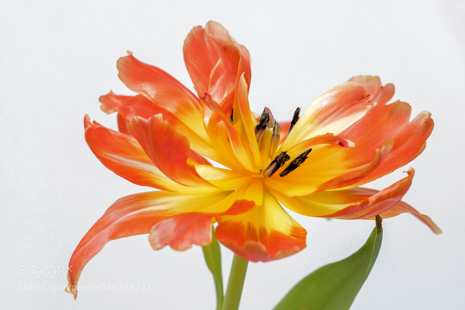Nikon D800 sample photo. Orange photography