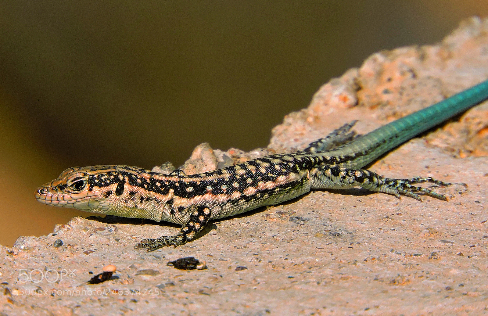 Nikon Coolpix P600 sample photo. Lizard photography