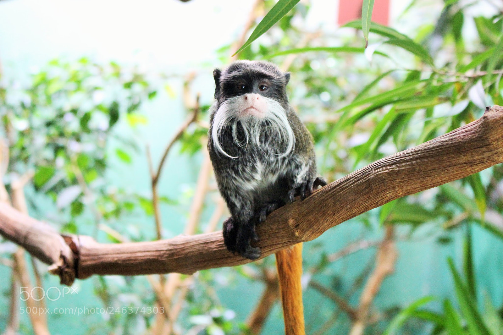 Canon EOS 700D (EOS Rebel T5i / EOS Kiss X7i) sample photo. ~little monkey~ photography
