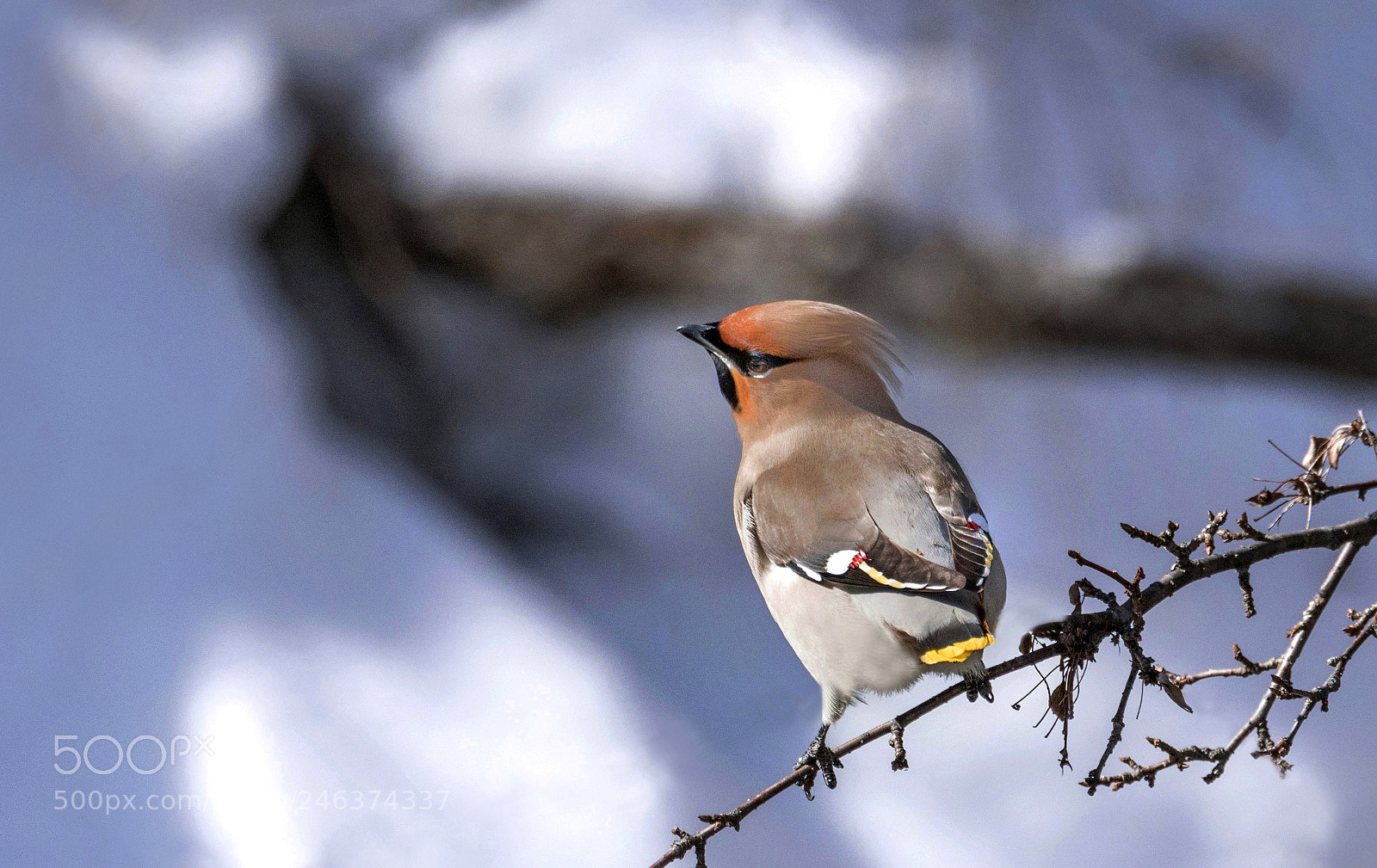 Nikon D500 sample photo. B garrulus photography