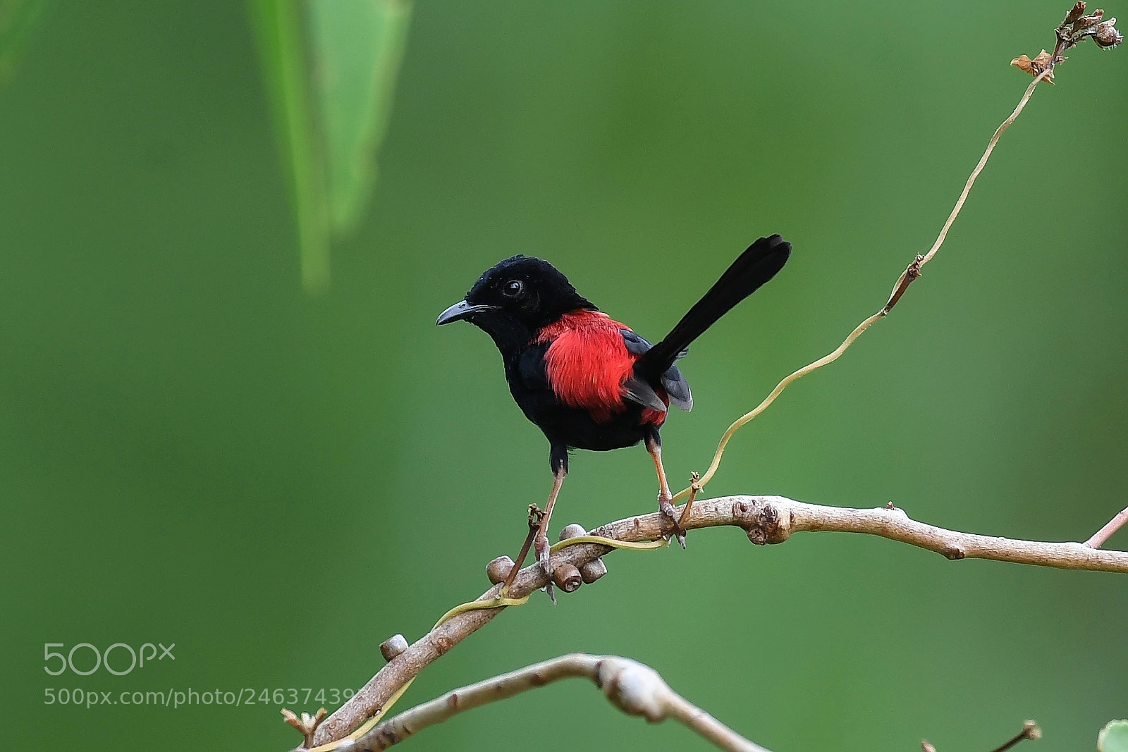 Nikon D5 sample photo. Red-backed fairywren photography