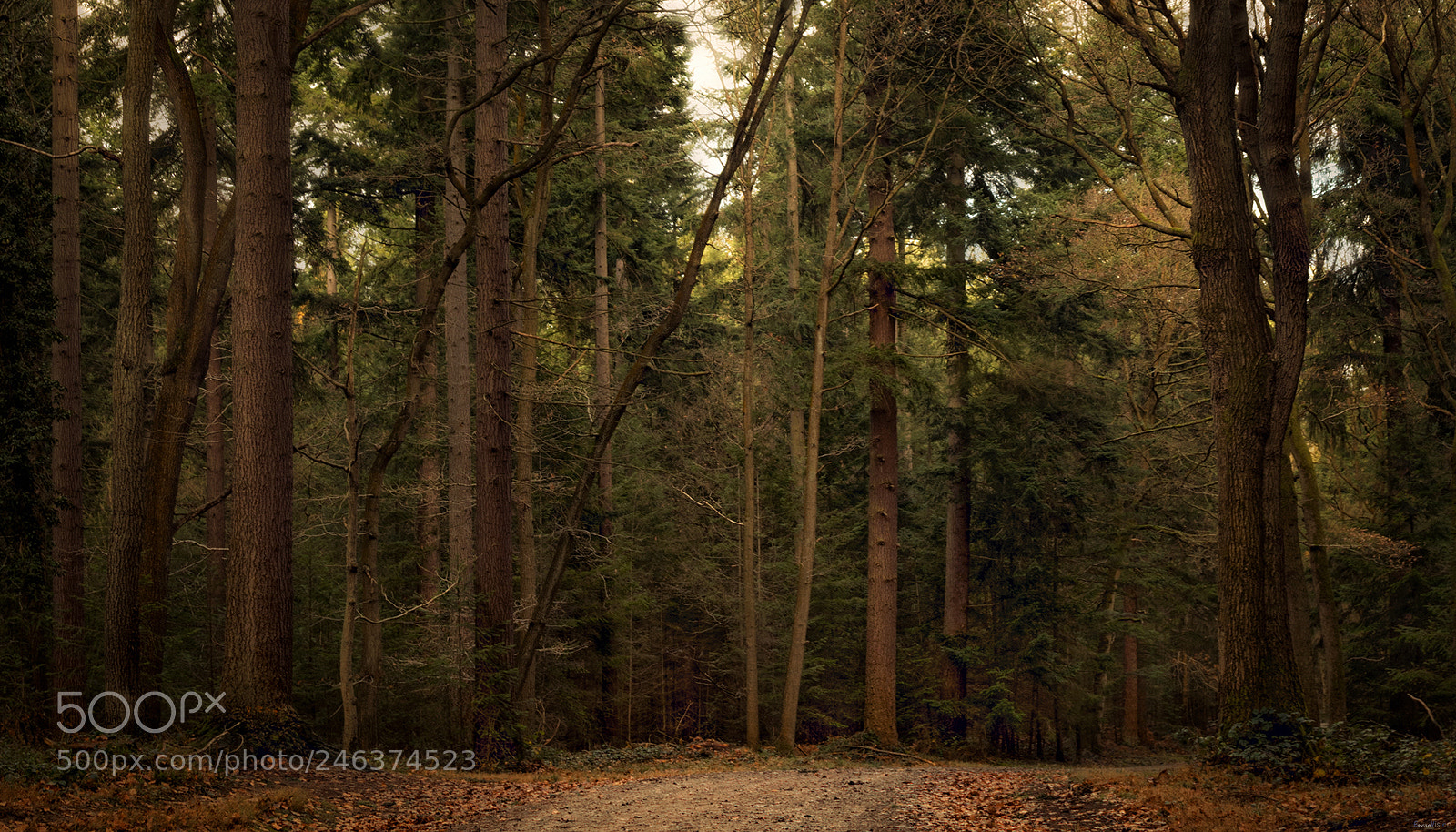 Nikon D850 sample photo. Wyre forest green route photography
