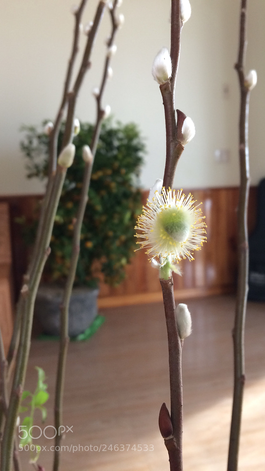 Apple iPhone 5s sample photo. Buds of sping photography
