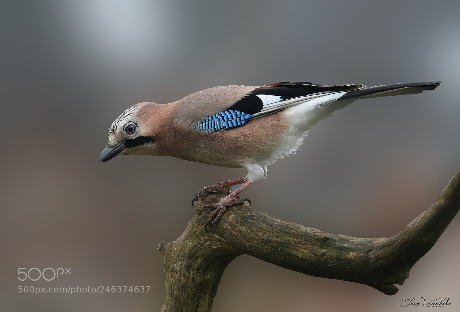 Canon EOS 7D Mark II sample photo. Eurasian jay photography