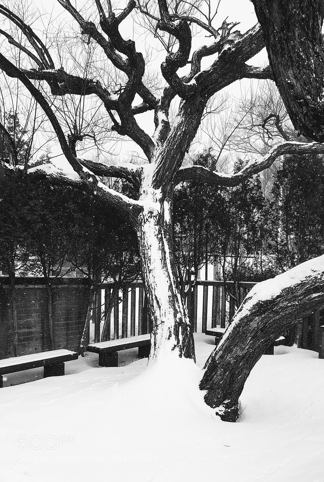 Samsung GALAXY S6 edge sample photo. Winter cold photography