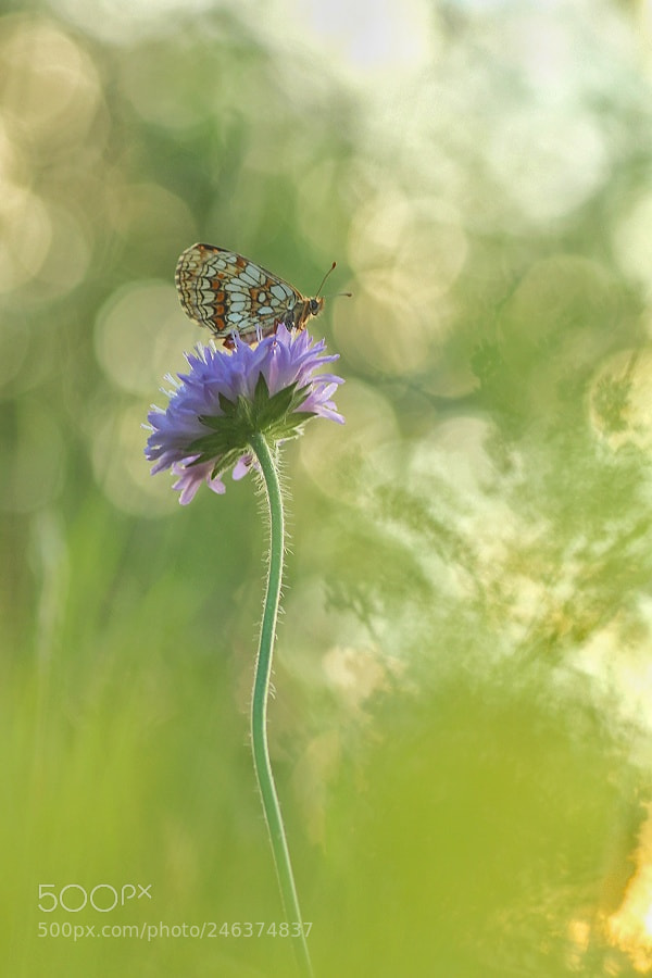 Canon EOS 700D (EOS Rebel T5i / EOS Kiss X7i) sample photo. Gescheckt photography