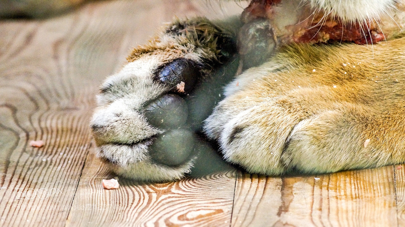 Sony SLT-A58 sample photo. Lion photography