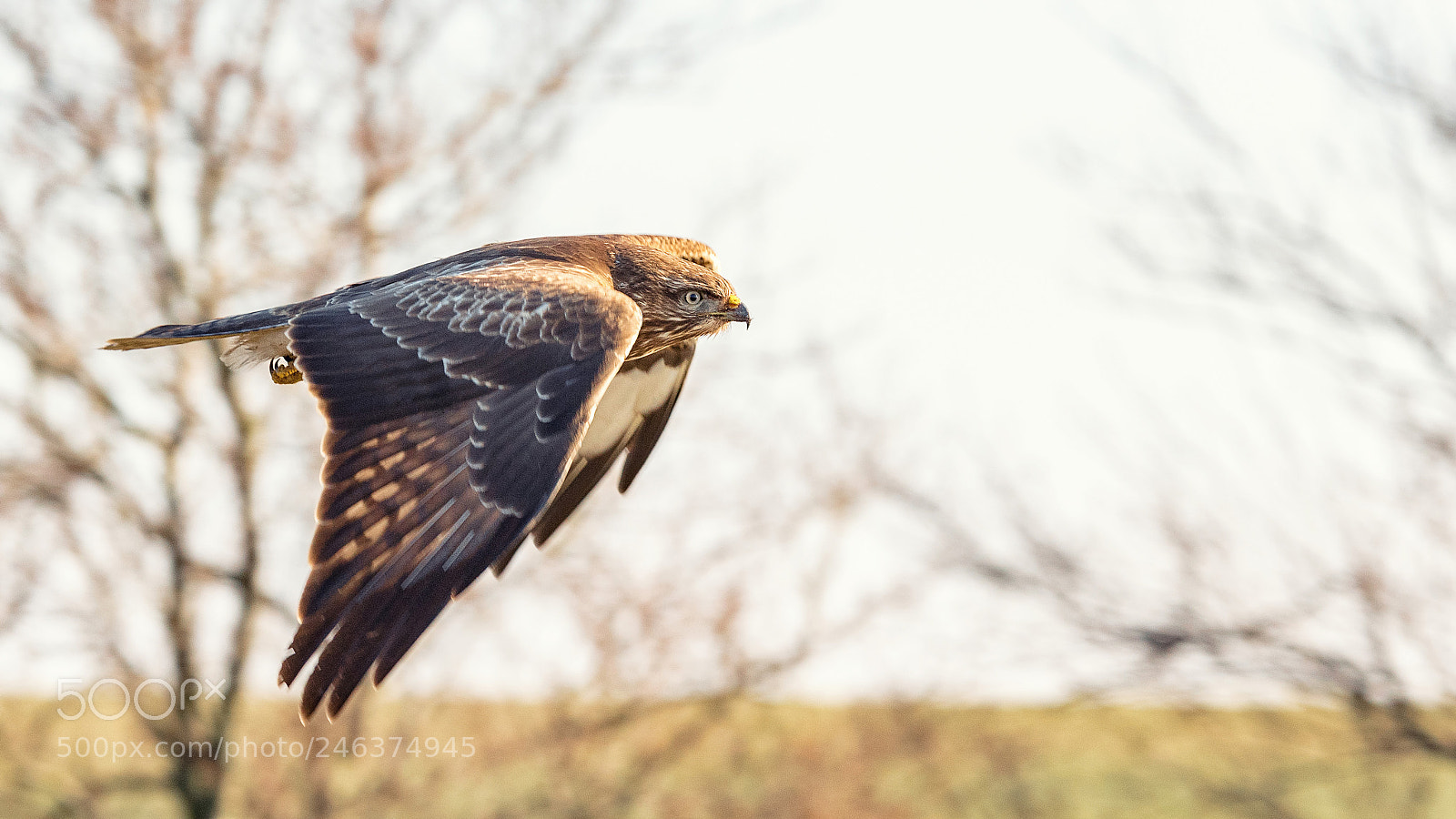 Nikon D850 sample photo. Just passing by... photography
