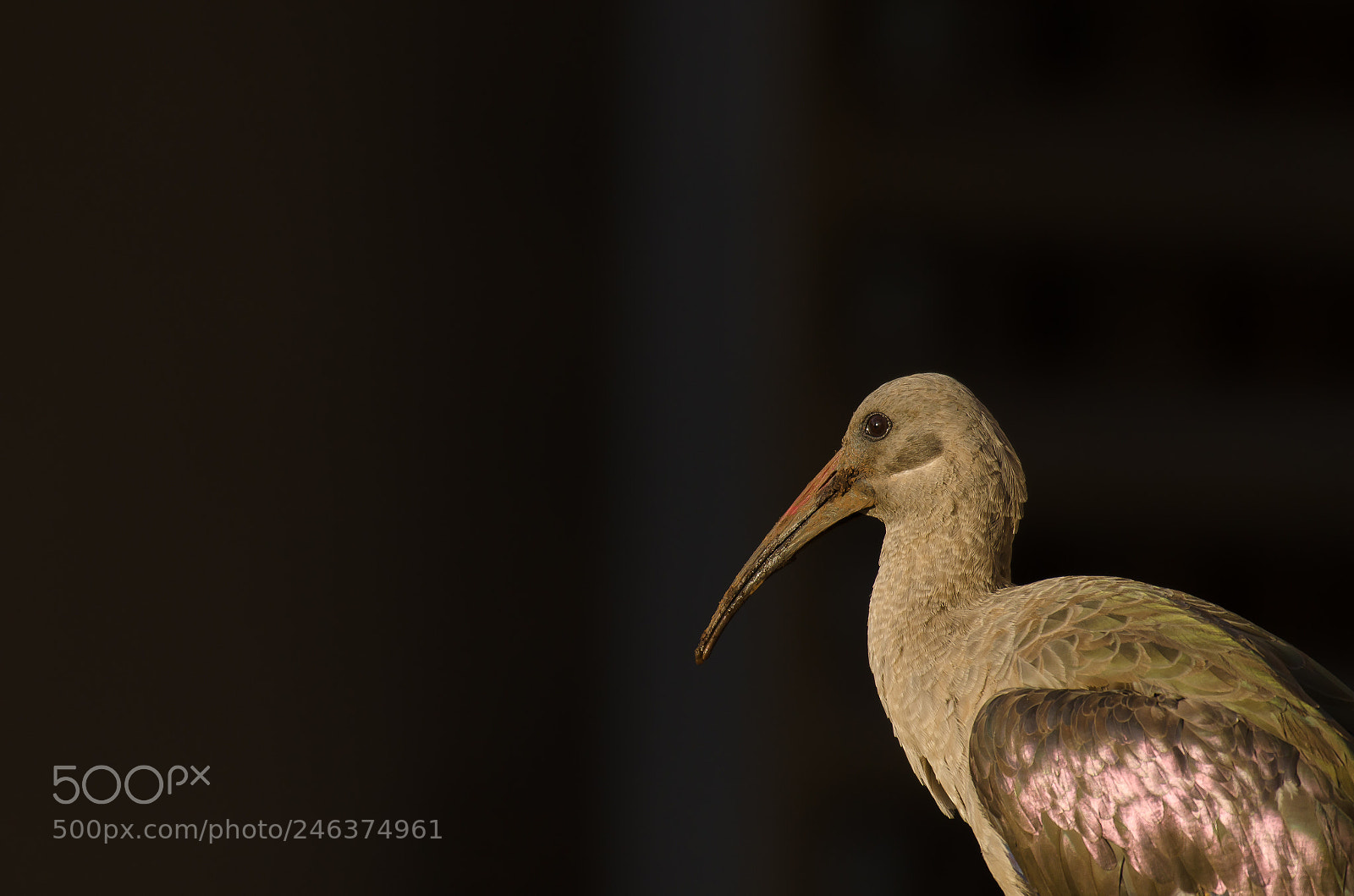 Nikon D5100 sample photo. Hadada ibis photography