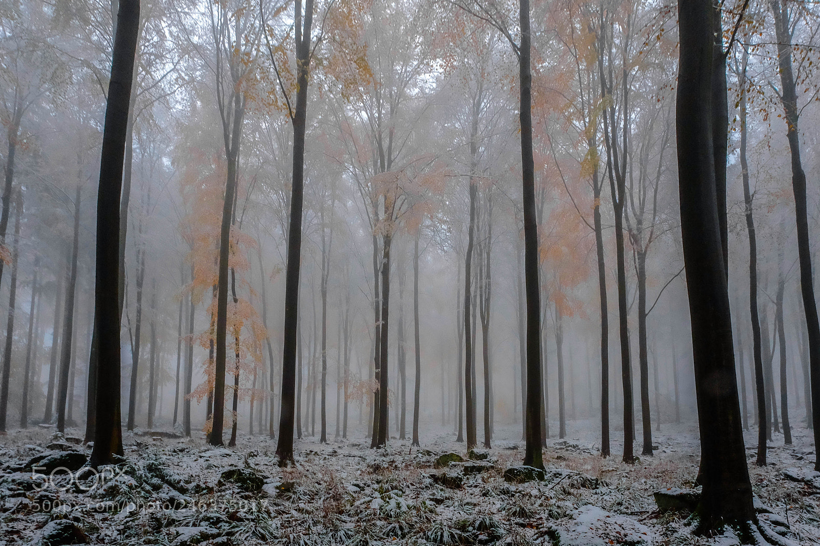 Fujifilm X70 sample photo. Winter forest - miltenberg photography