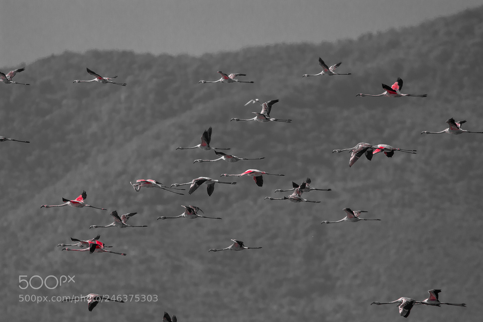 Canon EOS 700D (EOS Rebel T5i / EOS Kiss X7i) sample photo. Flamingos in flight photography