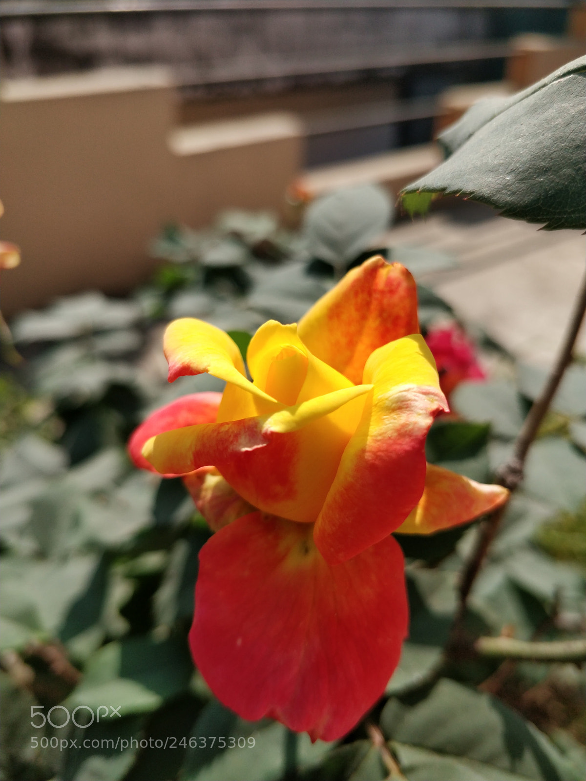 OnePlus 5 sample photo. Just a boring bud! photography
