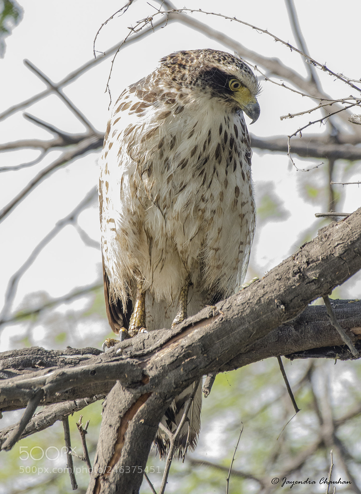 Nikon D5100 sample photo. Crested serpent eagle photography