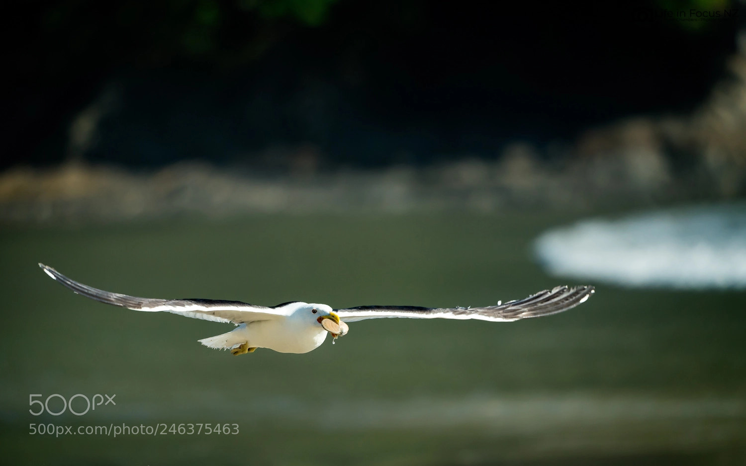 Sony a9 sample photo. Gulls are intelligent. this photography