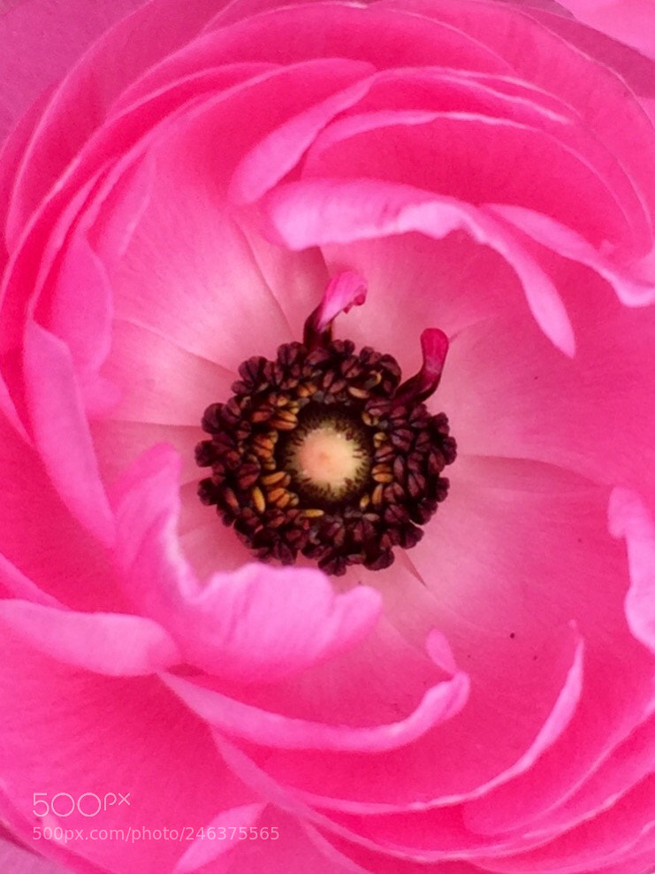 Apple iPhone 6 Plus sample photo. Horned ranunculus photography